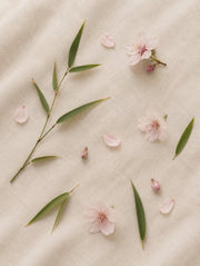 Cerezos en Flor