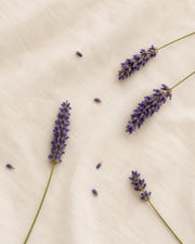 Campos de Lavanda