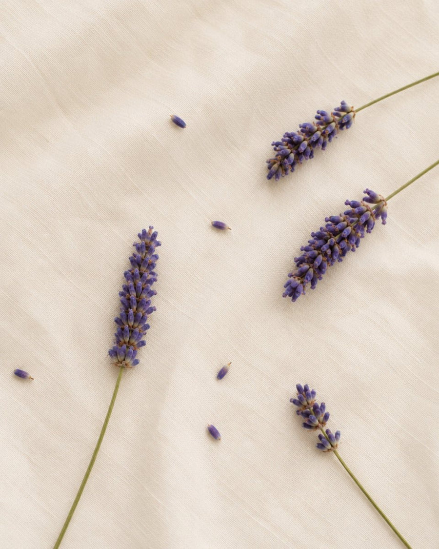Campos de Lavanda
