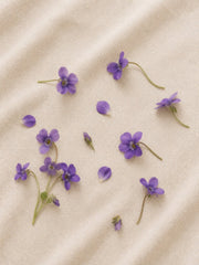 Jardín de Violetas
