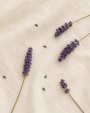 Campos de Lavanda
