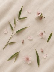 Cerezos en Flor