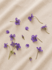 Jardín de Violetas